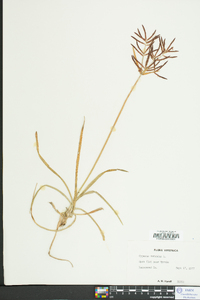 Cyperus rotundus image