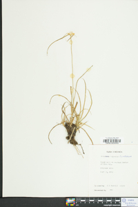 Rhynchospora colorata image