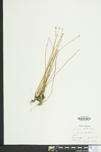 Eleocharis albida image