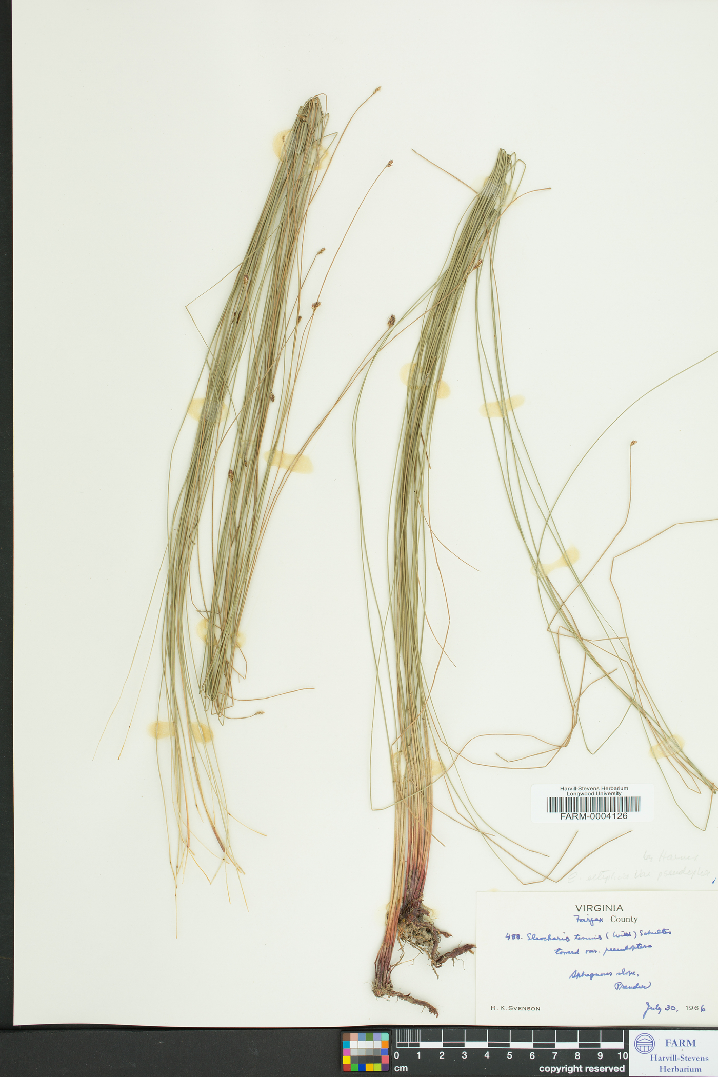 Eleocharis elliptica var. pseudoptera image