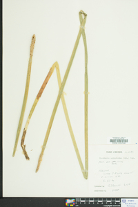 Eleocharis equisetoides image