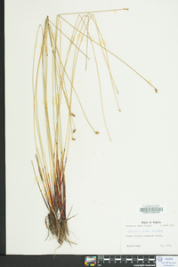 Eleocharis fallax image