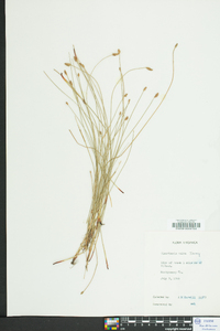 Eleocharis erythropoda image