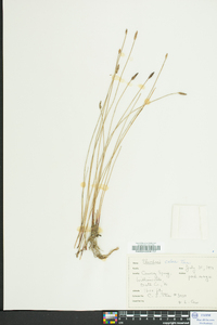 Eleocharis erythropoda image