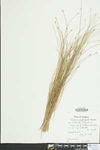 Eleocharis erythropoda image