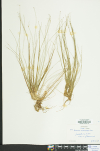 Eleocharis microcarpa image