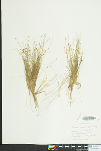 Eleocharis microcarpa image