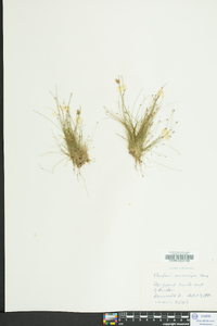 Eleocharis microcarpa image