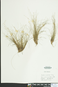 Eleocharis microcarpa image