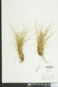 Eleocharis flavescens image