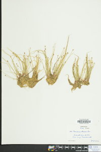 Eleocharis flavescens image