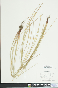 Eleocharis macrostachya image