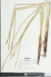 Eleocharis quadrangulata image