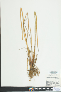 Eleocharis quadrangulata image