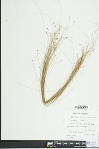 Eleocharis tenuis image