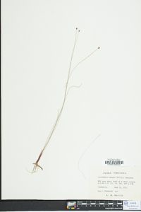 Eleocharis tenuis image