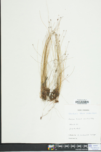 Eleocharis tenuis image