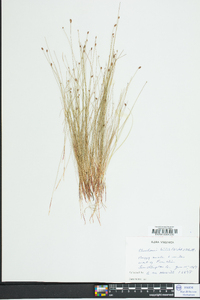 Eleocharis tenuis image