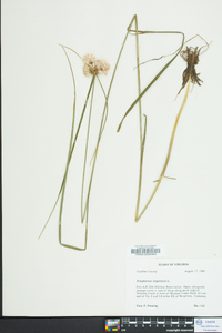 Eriophorum virginicum image