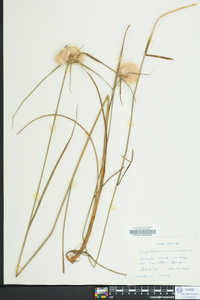 Eriophorum virginicum image