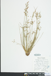 Fimbristylis annua image