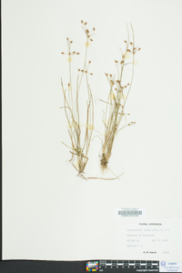 Fimbristylis annua image