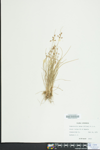 Fimbristylis annua image