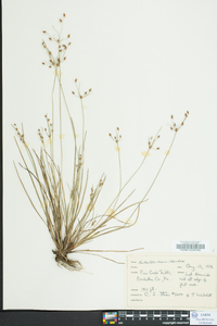 Fimbristylis annua image