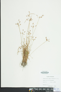 Fimbristylis annua image