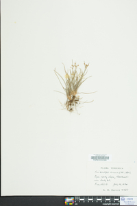 Fimbristylis annua image