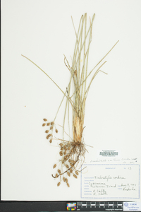 Fimbristylis castanea image