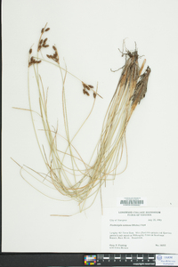 Fimbristylis castanea image