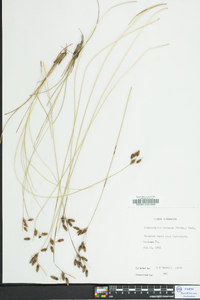 Fimbristylis castanea image