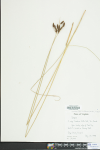 Fimbristylis castanea image