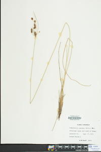 Fimbristylis castanea image