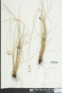 Fimbristylis castanea image