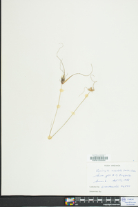 Cyperus neotropicalis image