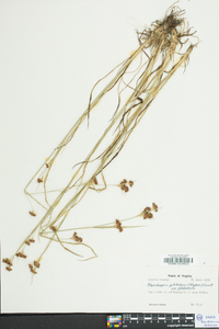 Rhynchospora globularis image