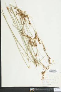 Rhynchospora inexpansa image