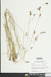 Rhynchospora perplexa image