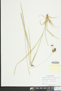 Rhynchospora recognita image