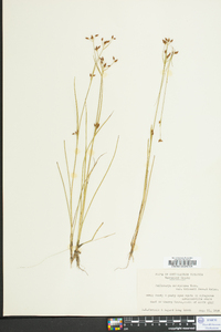 Rhynchospora scirpoides image