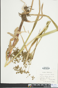 Scirpus expansus image