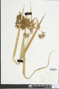 Scirpus expansus image