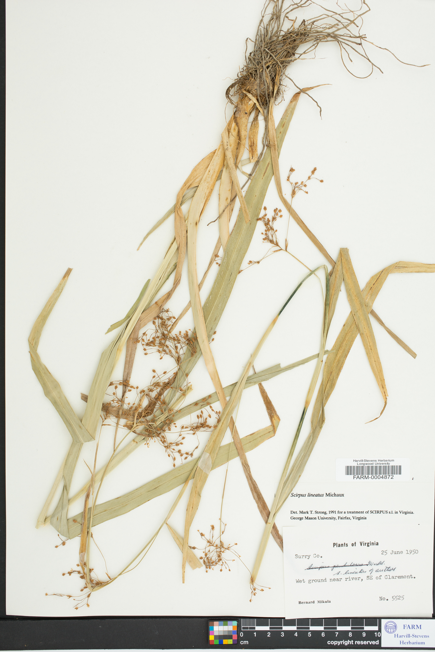 Scirpus lineatus image