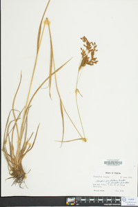 Scirpus pendulus image