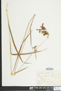 Scirpus pendulus image