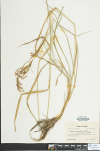 Scirpus pendulus image