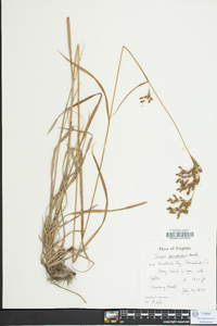 Scirpus pendulus image