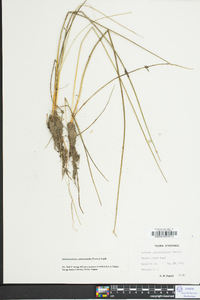 Schoenoplectus subterminalis image